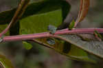 Prairie willow